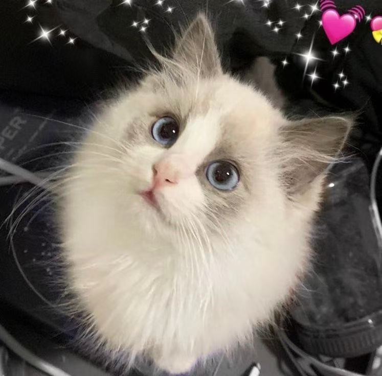 蛋壳family档案图片1