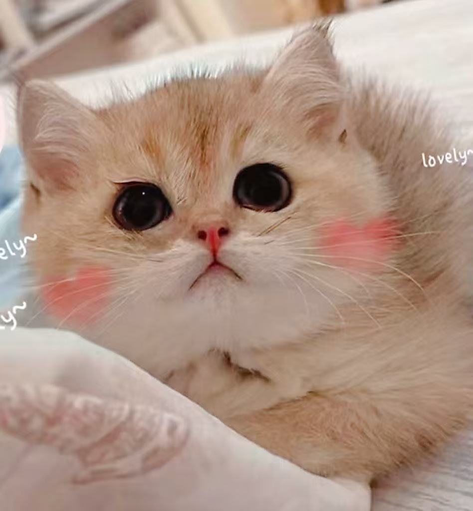 蛋壳family档案图片3