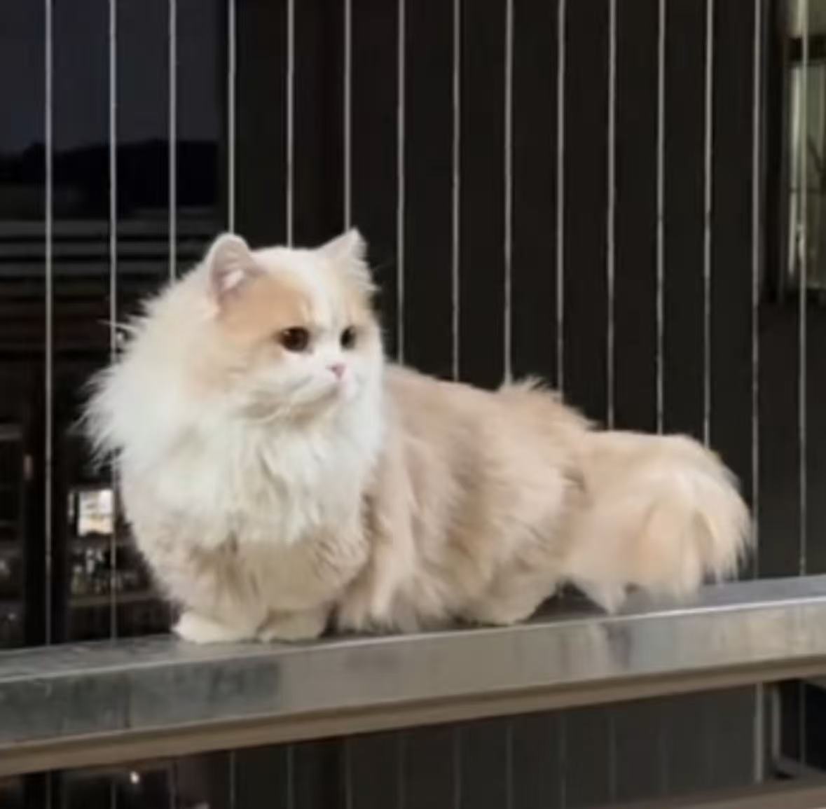 蛋壳family档案图片4