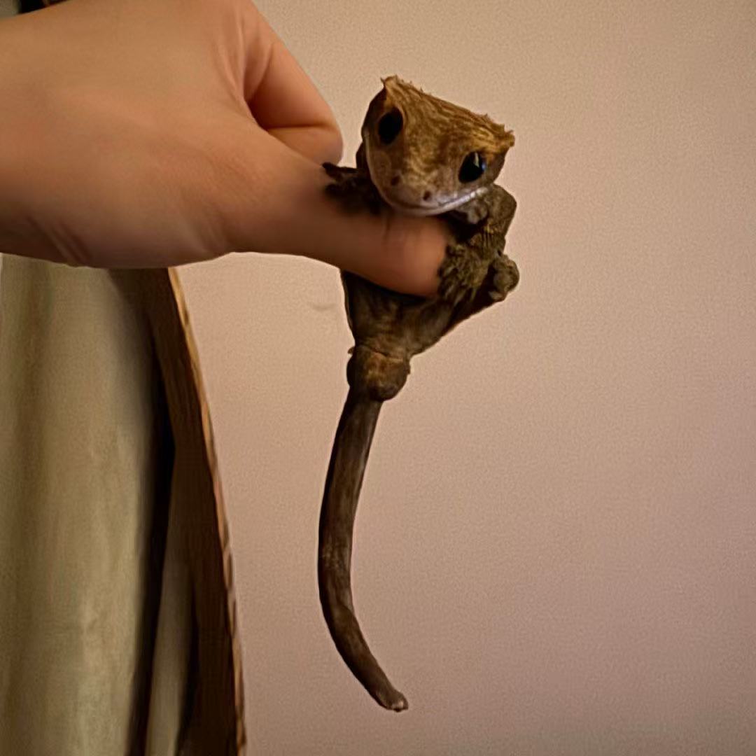 蛋壳family档案图片8